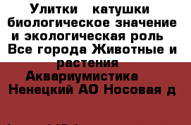 Улитки – катушки: биологическое значение и экологическая роль - Все города Животные и растения » Аквариумистика   . Ненецкий АО,Носовая д.